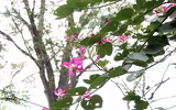 Tím biếc một góc trời Hà Nội